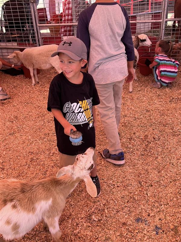 fair animals